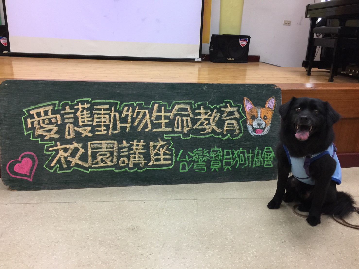 台灣寶貝狗協會– PDATW