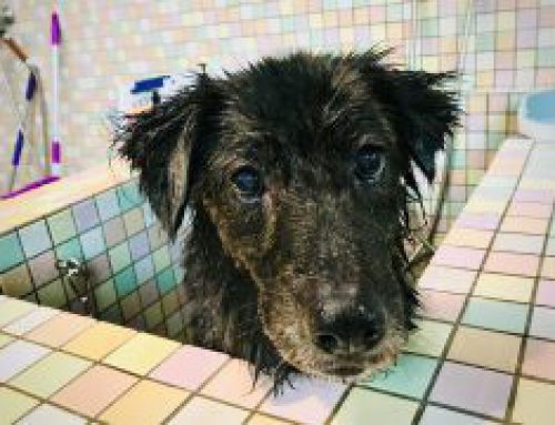 狗狗愛洗澡