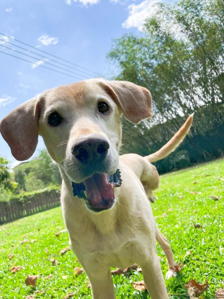 狗狗的耳朵– 台灣寶貝狗協會